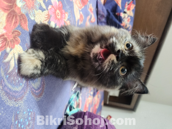 Persian cat